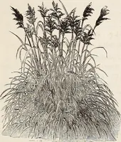 An illustration from Descriptive catalogue of ornamental trees, shrubs, roses, flowering plants, &c (1875)