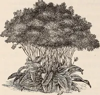 An illustration from Descriptive catalogue of ornamental trees, shrubs, roses, flowering plants, &c (1875)