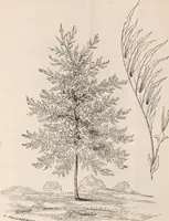 An illustration from Descriptive catalogue of ornamental trees, shrubs, roses, flowering plants, &c (1875)