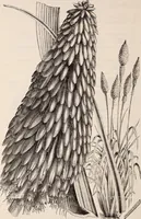 Picture 45 of 46 from Descriptive catalogue of ornamental trees, shrubs, roses, flowering plants, &c (1875), leaf 120