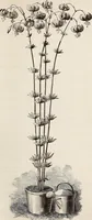 An illustration from Descriptive catalogue of ornamental trees, shrubs, roses, flowering plants, &c (1875)