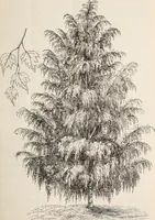 An illustration from Descriptive catalogue of ornamental trees, shrubs, roses, flowering plants, &c (1875)