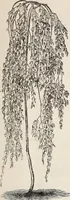 An illustration from Descriptive catalogue of ornamental trees, shrubs, roses, flowering plants, &c (1875)