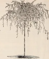 An illustration from Descriptive catalogue of ornamental trees, shrubs, roses, flowering plants, &c (1875)