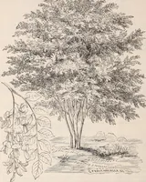 An illustration from Descriptive catalogue of ornamental trees, shrubs, roses, flowering plants, &c (1875)