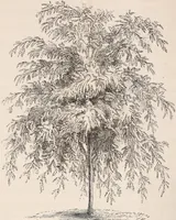 An illustration from Descriptive catalogue of ornamental trees, shrubs, roses, flowering plants, &c (1875)