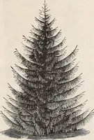 An illustration from Descriptive catalogue of ornamental trees, shrubs, roses, flowering plants, &c (1875)