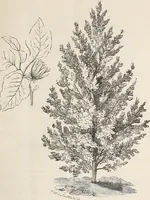 An illustration from Descriptive catalogue of ornamental trees, shrubs, roses, flowering plants, &c (1875)