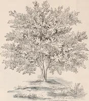 An illustration from Descriptive catalogue of ornamental trees, shrubs, roses, flowering plants, &c (1875)