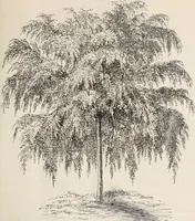 Picture 13 of 46 from Descriptive catalogue of ornamental trees, shrubs, roses, flowering plants, &c (1875), leaf 29