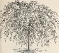 An illustration from Descriptive catalogue of ornamental trees, shrubs, roses, flowering plants, &c (1875)