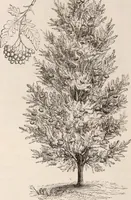 An illustration from Descriptive catalogue of ornamental trees, shrubs, roses, flowering plants, &c (1875)