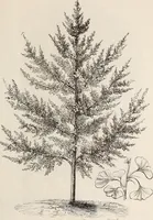 An illustration from Descriptive catalogue of ornamental trees, shrubs, roses, flowering plants, &c (1875)
