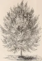 Picture 17 of 46 from Descriptive catalogue of ornamental trees, shrubs, roses, flowering plants, &c (1875), leaf 34