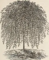 An illustration from Descriptive catalogue of ornamental trees, shrubs, roses, flowering plants, &c (1875)