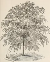 Picture 19 of 46 from Descriptive catalogue of ornamental trees, shrubs, roses, flowering plants, &c (1875), leaf 37