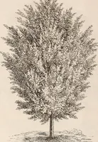 An illustration from Descriptive catalogue of ornamental trees, shrubs, roses, flowering plants, &c (1875)