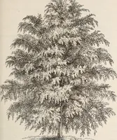 An illustration from Descriptive catalogue of ornamental trees, shrubs, roses, flowering plants, &c (1875)