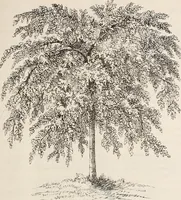 An illustration from Descriptive catalogue of ornamental trees, shrubs, roses, flowering plants, &c (1875)