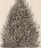 Picture 23 of 46 from Descriptive catalogue of ornamental trees, shrubs, roses, flowering plants, &c (1875), leaf 44