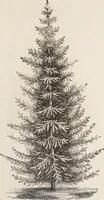 An illustration from Descriptive catalogue of ornamental trees, shrubs, roses, flowering plants, &c (1875)