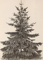 An illustration from Descriptive catalogue of ornamental trees, shrubs, roses, flowering plants, &c (1875)