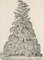 An illustration from Descriptive catalogue of ornamental trees, shrubs, roses, flowering plants, &c (1875)