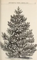 An illustration from Descriptive catalogue of ornamental trees, shrubs, roses, flowering plants, &c (1875)