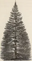 An illustration from Descriptive catalogue of ornamental trees, shrubs, roses, flowering plants, &c (1875)
