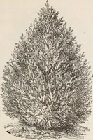 An illustration from Descriptive catalogue of ornamental trees, shrubs, roses, flowering plants, &c (1875)