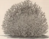 An illustration from Descriptive catalogue of ornamental trees, shrubs, roses, flowering plants, &c (1875)