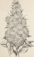 An illustration from Descriptive catalogue of ornamental trees, shrubs, roses, flowering plants, &c (1875)