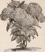 An illustration from Descriptive catalogue of ornamental trees, shrubs, roses, flowering plants, &c (1875)