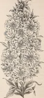 An illustration from Descriptive catalogue of ornamental trees, shrubs, roses, flowering plants, &c (1875)