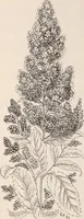 An illustration from Descriptive catalogue of ornamental trees, shrubs, roses, flowering plants, &c (1875)
