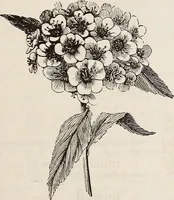 An illustration from Descriptive catalogue of ornamental trees, shrubs, roses, flowering plants, &c (1875)