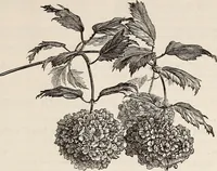Picture 37 of 46 from Descriptive catalogue of ornamental trees, shrubs, roses, flowering plants, &c (1875), leaf 75