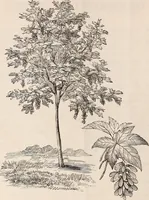 An illustration from Descriptive catalogue of ornamental trees, shrubs, roses, flowering plants, &c (1875)