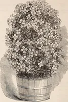 An illustration from Descriptive catalogue of ornamental trees, shrubs, roses, flowering plants, &c (1875)