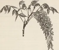 An illustration from Descriptive catalogue of ornamental trees, shrubs, roses, flowering plants, &c (1875)