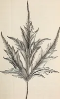 An illustration from Descriptive catalogue of ornamental trees, shrubs, roses, flowering plants, &c (1875)