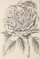 An illustration from Descriptive catalogue of ornamental trees, shrubs, roses, flowering plants, &c (1875)