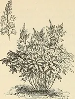 An illustration from Descriptive catalogue of hardy ornamental trees, shrubs, herbaceous perennial plants, etc. : twenty-fourth edition (1880)