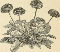 Picture 56 of 91 from Descriptive catalogue of hardy ornamental trees, shrubs, herbaceous perennial plants, etc. : twenty-fourth edition (1880), leaf 101