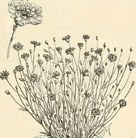 An illustration from Descriptive catalogue of hardy ornamental trees, shrubs, herbaceous perennial plants, etc. : twenty-fourth edition (1880)