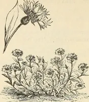 Picture 58 of 91 from Descriptive catalogue of hardy ornamental trees, shrubs, herbaceous perennial plants, etc. : twenty-fourth edition (1880), leaf 103