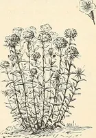 An illustration from Descriptive catalogue of hardy ornamental trees, shrubs, herbaceous perennial plants, etc. : twenty-fourth edition (1880)