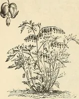 Picture 61 of 91 from Descriptive catalogue of hardy ornamental trees, shrubs, herbaceous perennial plants, etc. : twenty-fourth edition (1880), leaf 105