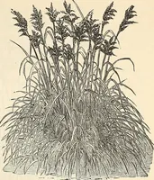 Picture 62 of 91 from Descriptive catalogue of hardy ornamental trees, shrubs, herbaceous perennial plants, etc. : twenty-fourth edition (1880), leaf 106