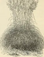 An illustration from Descriptive catalogue of hardy ornamental trees, shrubs, herbaceous perennial plants, etc. : twenty-fourth edition (1880)